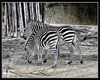 (20D) Zebra's