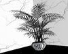 Mystic W.E plant