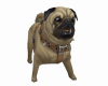 Pug Dog Pet