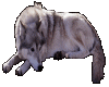 WOLF..