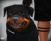 Bad Dog Avi M