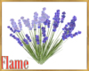 Lavender plant derivable