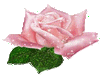 rose etincellante