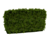 X. Grass Pond