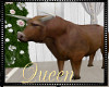 !Q Wedding Barn Bull