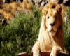 animated Lion