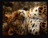 (V) Rug  Leopard