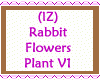 Rabbit Flowers Plant V1