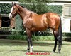 HorseAvec PoseCouple2022