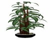 POTTED BAMBOO PLANT