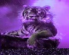 Purple Tiger Group Dance
