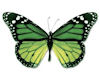 Green flying butterflys