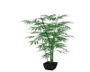 {LS} bamboo Plant -2
