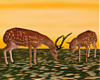 T- Deers Animated + Pose