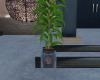 !!Mightnight Plant