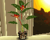 Estrelitzia plant Egypt