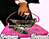 {BP2} Cat + Bag👜