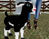 Baby Goat