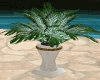 [M] Wedding Plant