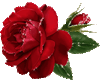 *E4U*Red rose 2