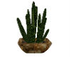 cactus plant,cactus