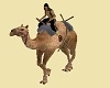 Egypt Sun Camel