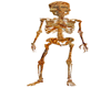:) Skeleton Avi