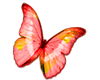 Butterfly 008