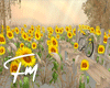 Sunflower field |FM346