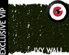 Ivy Wall