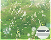 ᠅Dandelion Field