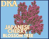 DKA-JapaneseCherry