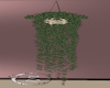 Z hanging ivy plant