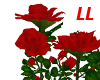 LL: Red Rose Bushes