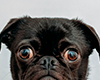 gimme food pls