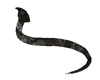 Black King Cobra