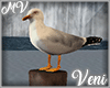 Seagulls Perched