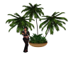 Indoor Palm