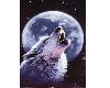 Loup hurlant/ MoonWolf