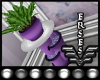 -V- Lilac Allure Plant