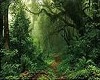 Elves Magical Forest
