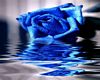 blue Rose picture