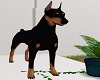 Doberman Pet