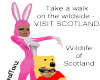 (M) Scottish Wildlife