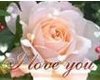 I love you - Pink Rose