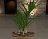 Trio Palms Plants