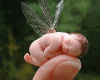 Precious Gift Fairy