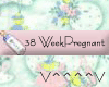 38 Weeks Pregnant (P)