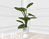 Plant | V7