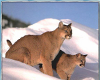 Cougar playing snow